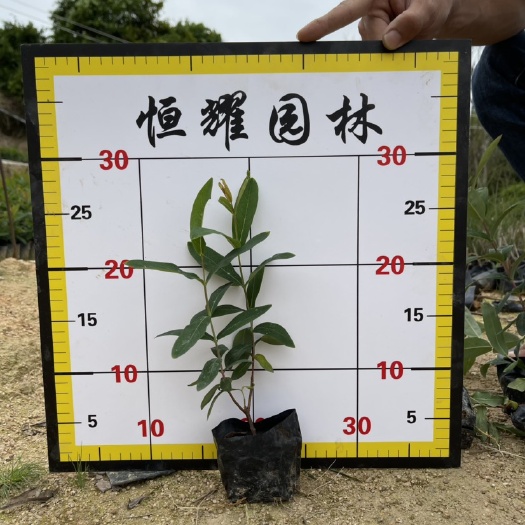 漳浦县【金丝桃】5斤袋7斤袋各种规格 福建漳州基地直发