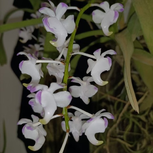 多花指甲兰 【带花剑】香花指甲兰，浓香