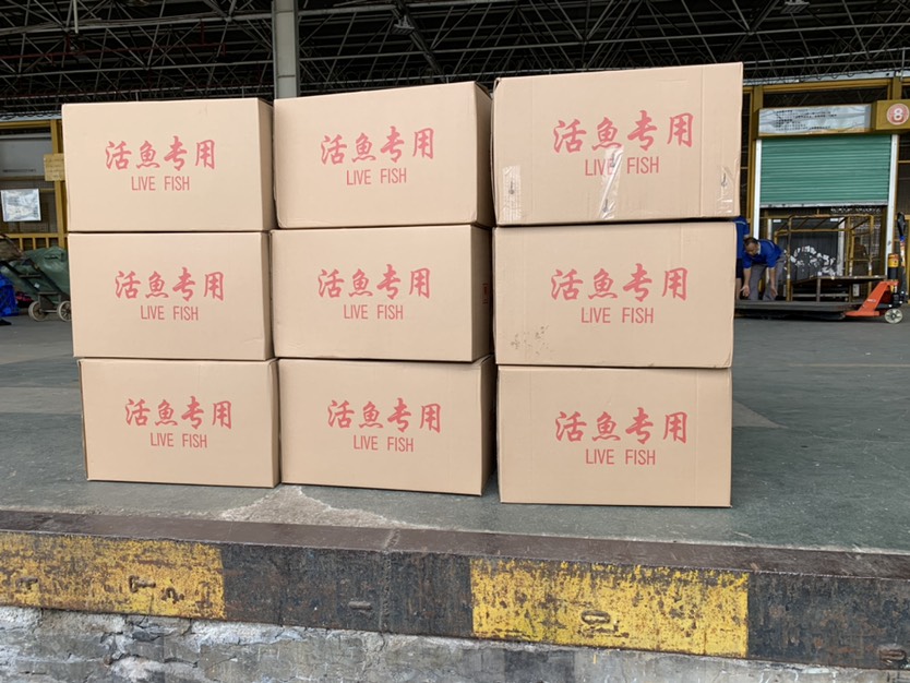 桂鱼苗现货桂花鱼苗鳜鱼苗淡水鱼苗批发桂鱼苗包送货上门