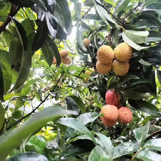 东莞市妃子笑荔枝 广东荔枝