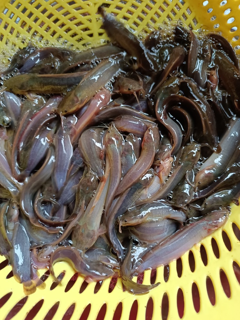 鯰魚苗 三黃塘角魚苗，本地三黃塘角魚苗，苗場(chǎng)直供，量大優(yōu)惠。