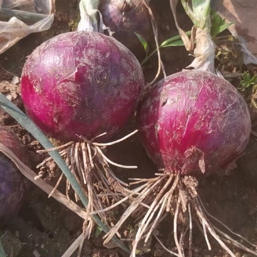 新野县紫皮洋葱 洋葱
