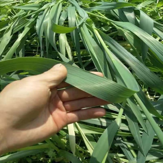 嘉祥县燕麦草