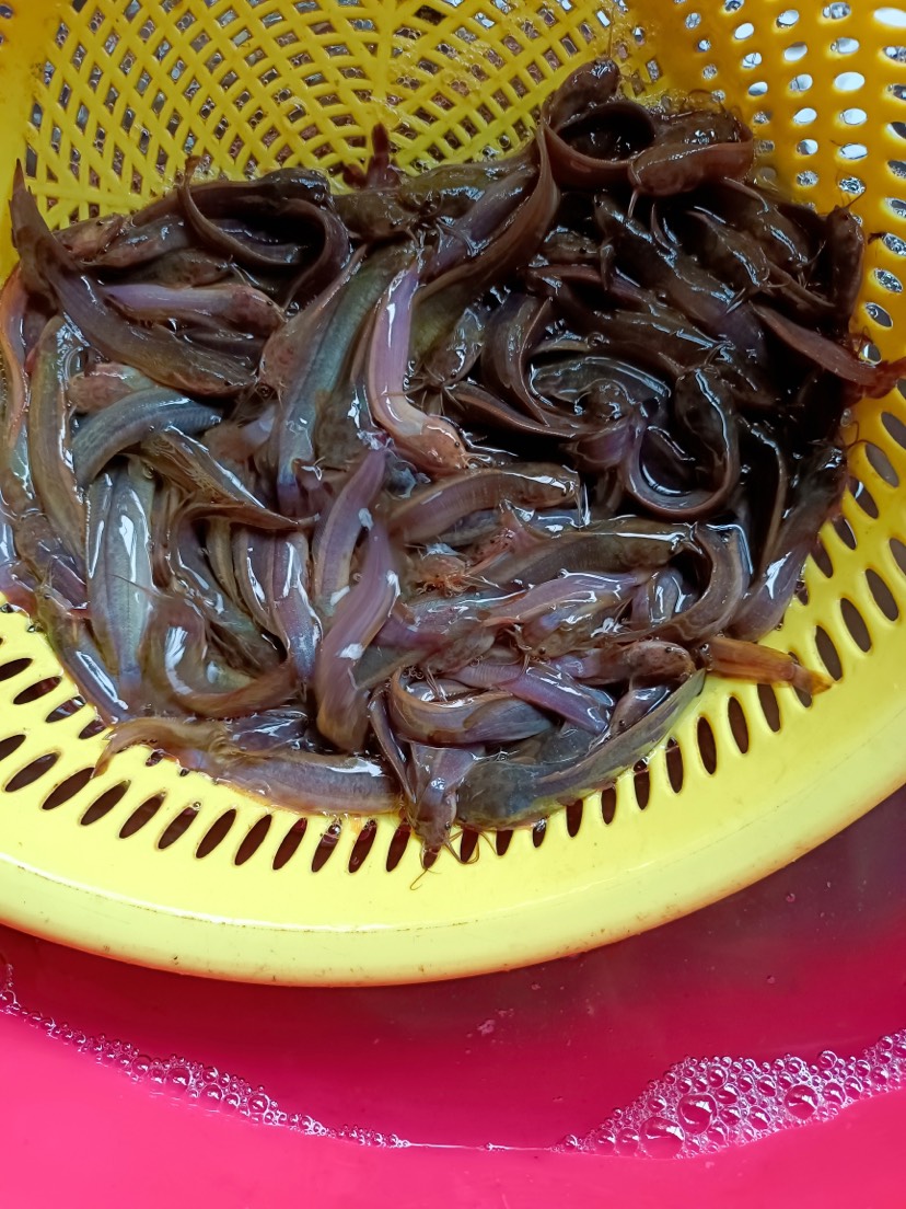 鯰魚苗 三黃塘角魚苗，本地三黃塘角魚苗，苗場(chǎng)直供，量大優(yōu)惠。