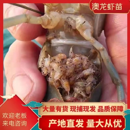 诸暨市澳洲龙虾苗批发基地澳洲龙虾苗批发，基地直供技术指导养殖和购销