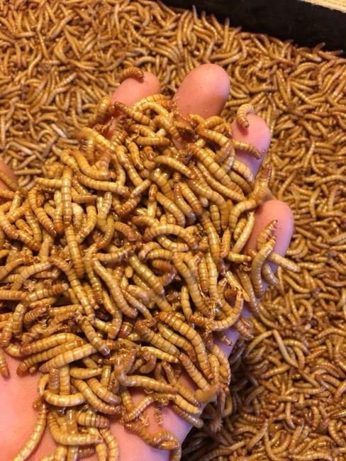 洛阳 优质黄粉虫质优价廉货源充足