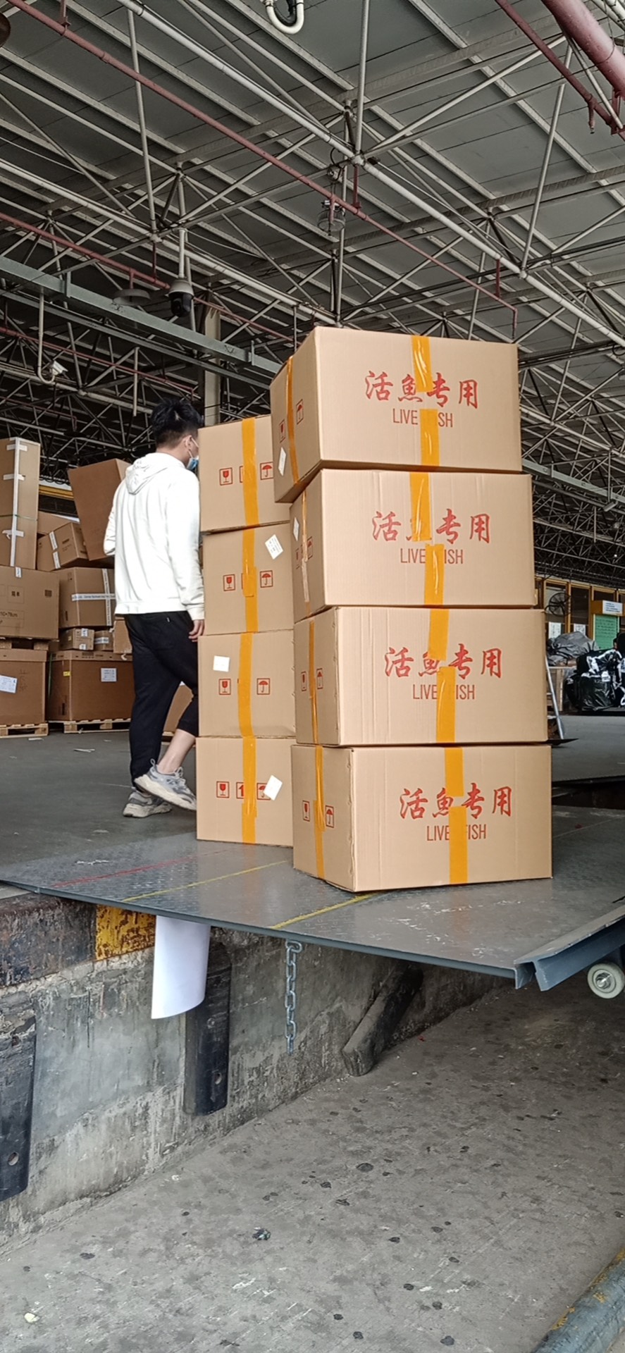 桂鱼苗现货桂花鱼苗鳜鱼苗淡水鱼苗批发桂鱼苗包送货上门