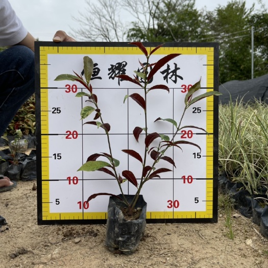 漳浦县红背桂盆栽 【红背桂】5斤袋7斤袋各种规格 福建漳州基地直发