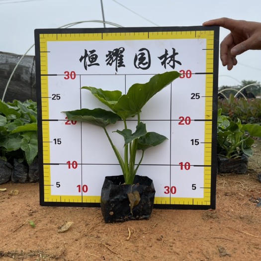 漳浦县【春羽】春芋5斤袋7斤袋各种规格 福建漳州基地直发