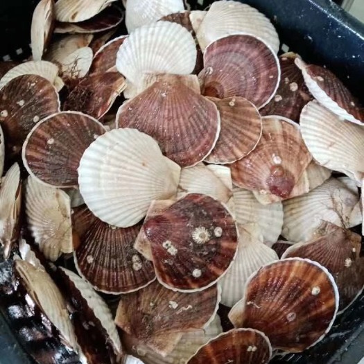 东港市虾夷扇贝 夏夷贝/虾夷贝/扇贝