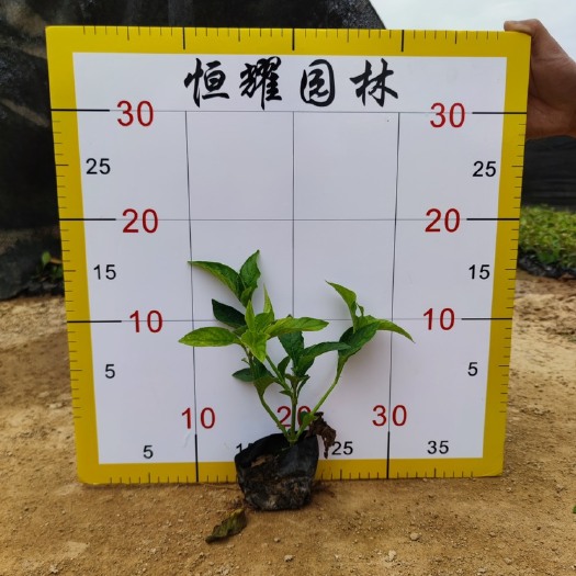 漳浦县【大花芦莉】艳芦莉5斤袋7斤袋各种规格 福建漳州基地直发