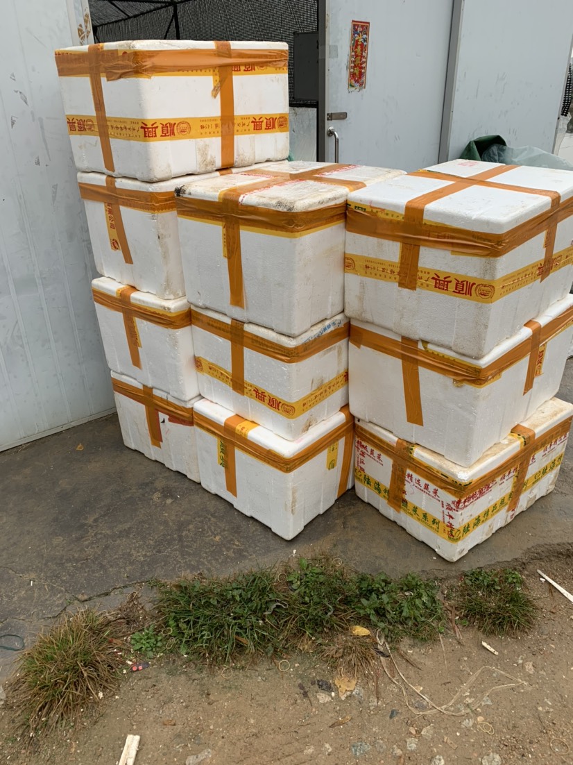 桂鱼苗现货桂花鱼苗鳜鱼苗淡水鱼苗批发桂鱼苗包送货上门