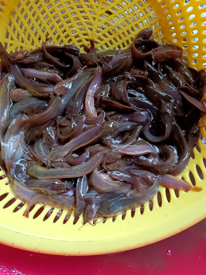 鯰魚苗 三黃塘角魚苗，本地三黃塘角魚苗，苗場(chǎng)直供，量大優(yōu)惠。