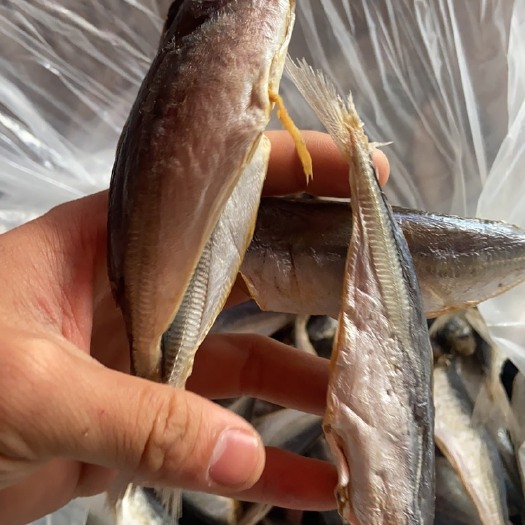 北海池鱼 棍子鱼 巴浪鱼干 刺巴鱼