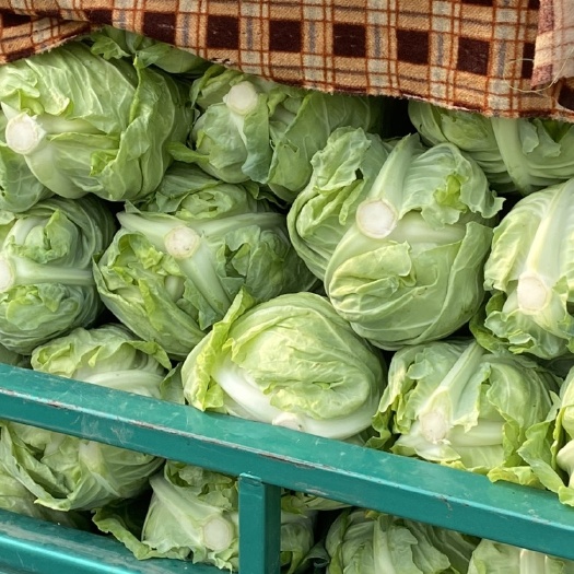 当阳市牛心甘蓝 湖北当阳 牛心菜大量上市 产地直发 保质保量