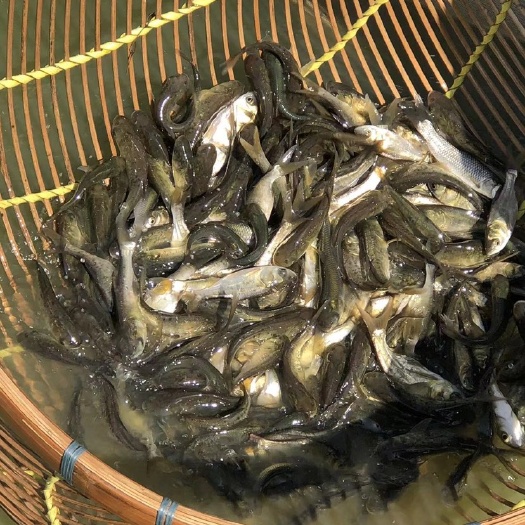 大头鱼鱼苗 花鲢（大头）鱼苗新苗