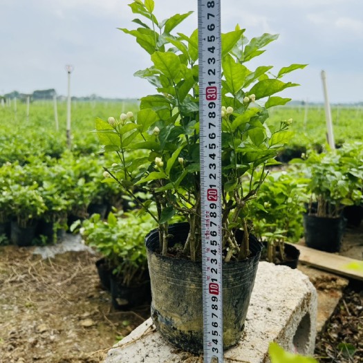 横州市重瓣茉莉 中国茉莉花之都广西横县重瓣盆栽含苞待放