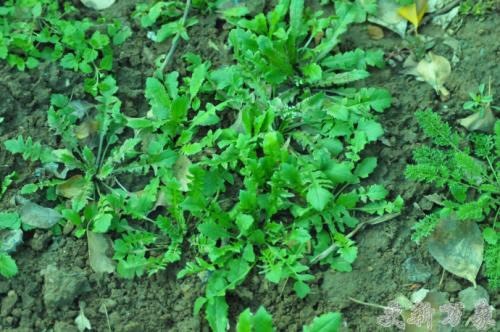 旬阳市 野生荠菜
