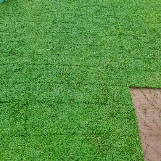 嵩明县四季青 马蹄筋草坪