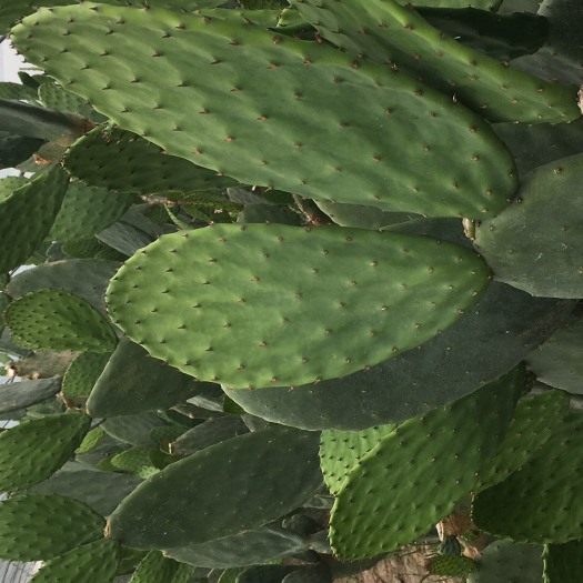 博爱县仙人掌嫩叶片食用叶片大量上市供应
