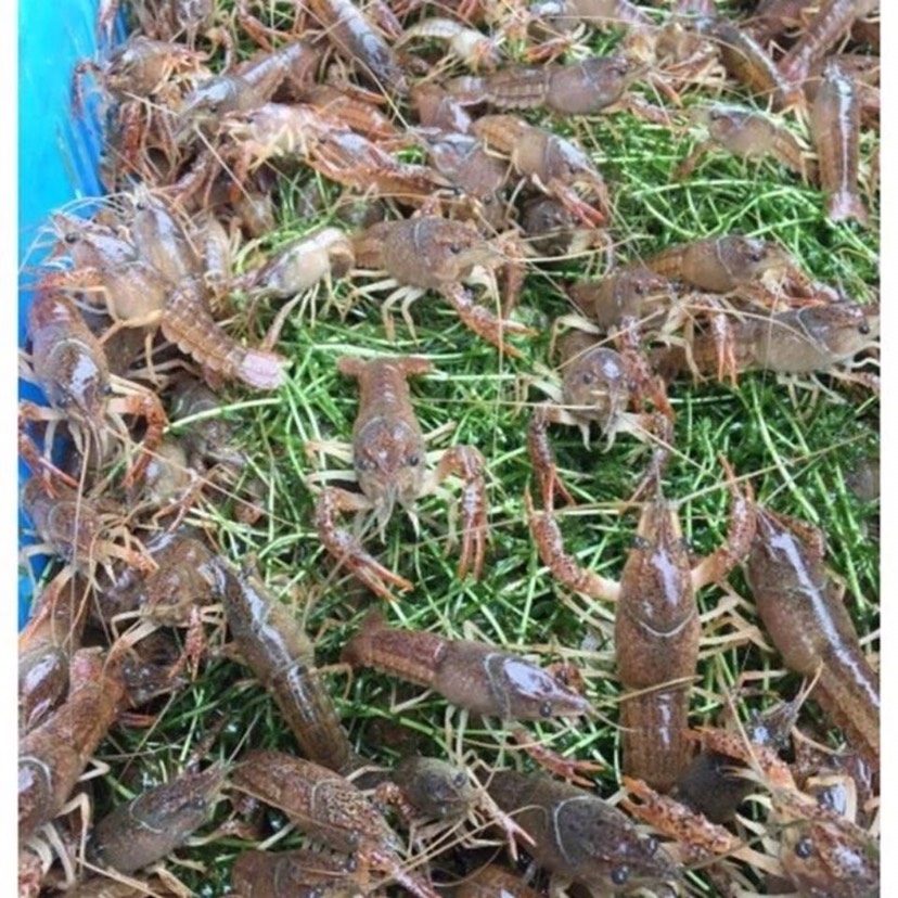 小龙虾种苗价格 －小龙虾苗批发－龙虾苗