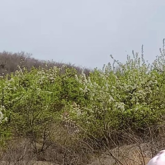 旬阳市 棠梨花