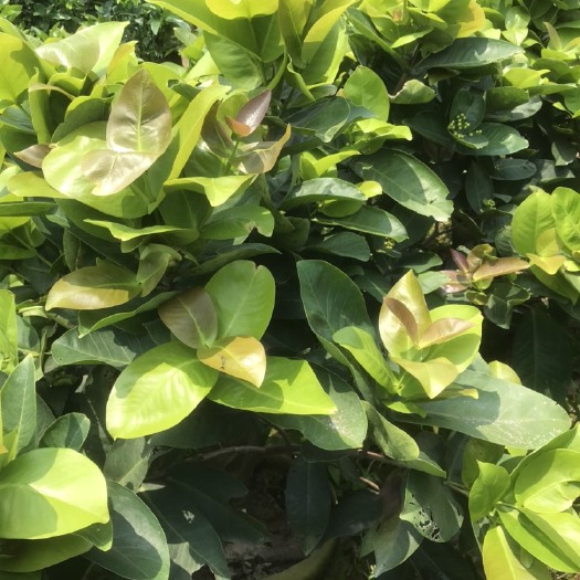 漳州3公分头径大叶红莲雾苗