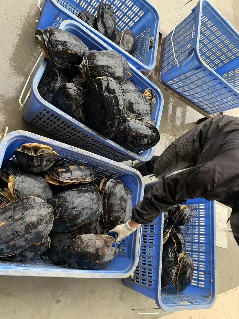 佛山乌鳖 外塘十年老珍珠龟，6斤以上