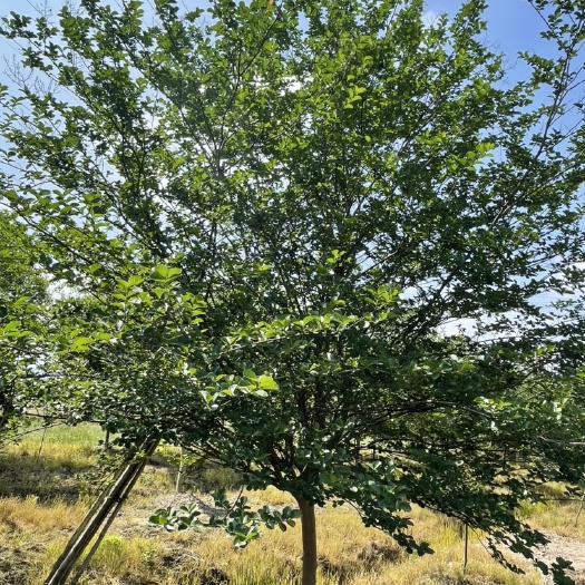嵊州市艳红紫薇 川红紫薇，红花紫薇