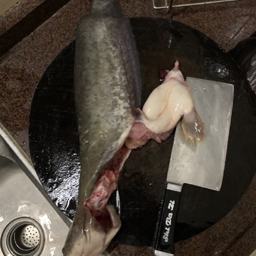 南宁大口鲶鱼 一手东北大口鲶低价出售