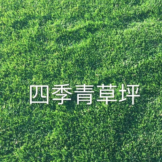 嵩明县 四季青草坪
