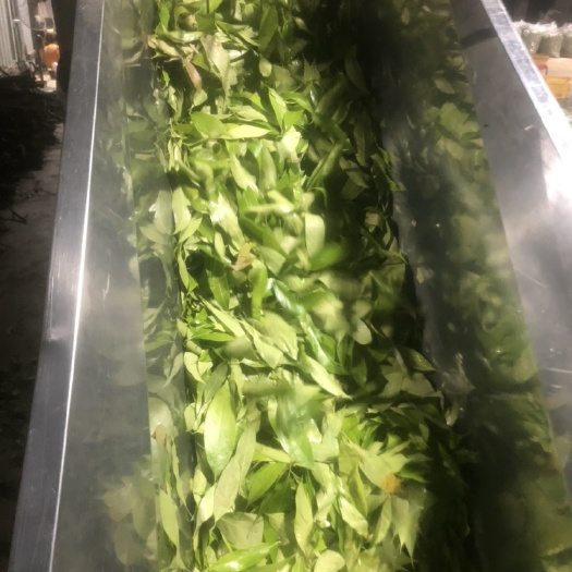巴马县多穗石柯甜茶