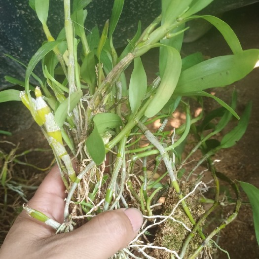 赤水市 优惠处理  金钗石斛种苗，小苗带新芽新根不挑不选