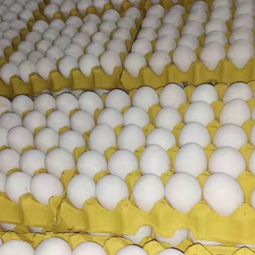 土鸡蛋 白蛋33-49斤