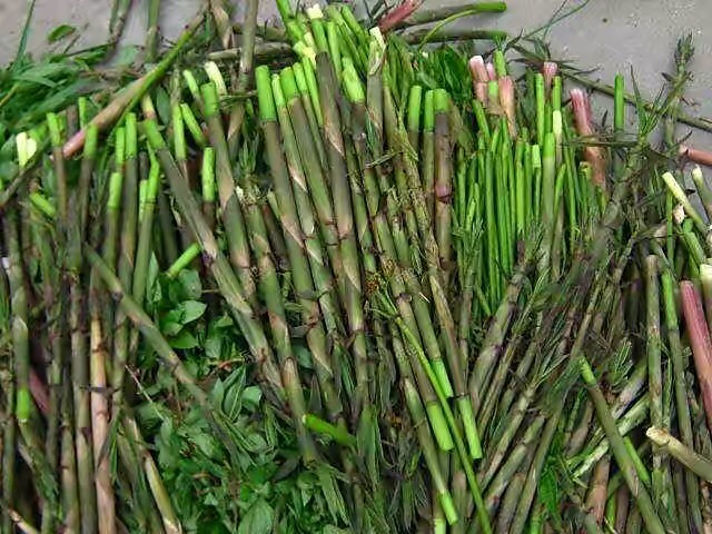 铜仁竹荪 贵州省铜仁市碧江区 鲜竹荪 