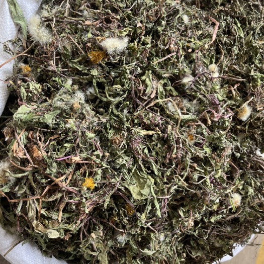 玉林中药材蒲公英 新货蒲公英 颜色青绿 有大货 产地货源 批发
