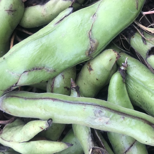 玉环市 豆角