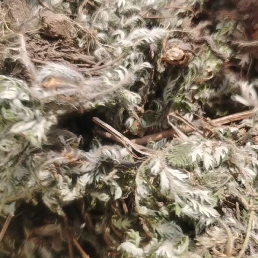 旬阳市翻白草