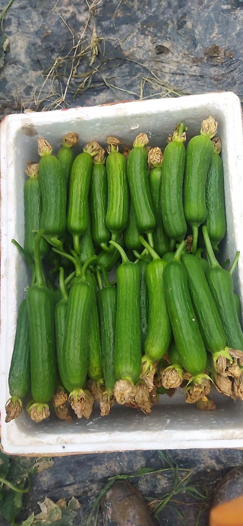 水果黄瓜 上海市上海市浦东新区 15~25cm