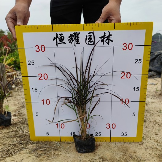 漳浦县【紫叶狼尾草】紫叶象草5斤袋7斤袋各种规格 福建漳州基地直