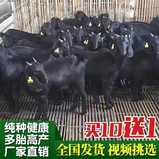 衡南县羔羊 努比亚黑山羊黑山羊小羊羔怀孕母羊纯种黑山羊，视频挑选全国发货