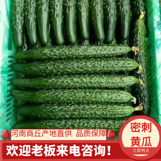 夏邑县夏邑密刺黄瓜代发品质保证，产地实力代发品质保证。