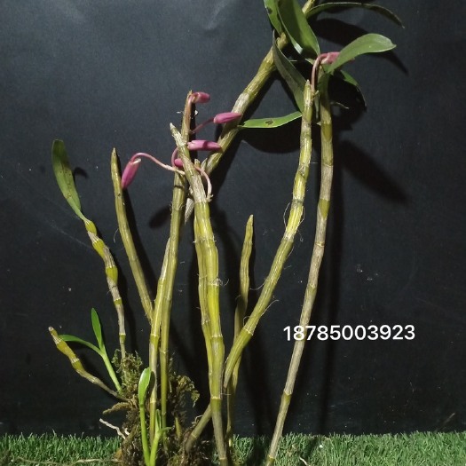 赤水市红花石斛 一点红金钗 带花苞 有新芽 开花超级好看