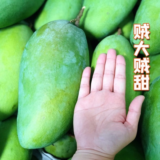 扶绥县新鲜大青芒特大芒果水果新鲜当季整箱1/5/10斤