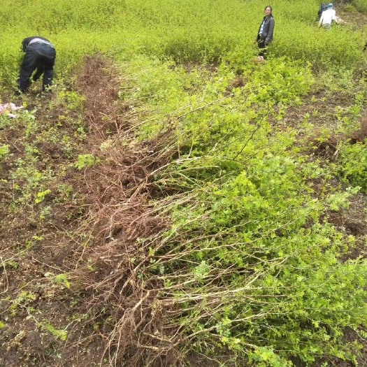 龙里县 刺梨苗