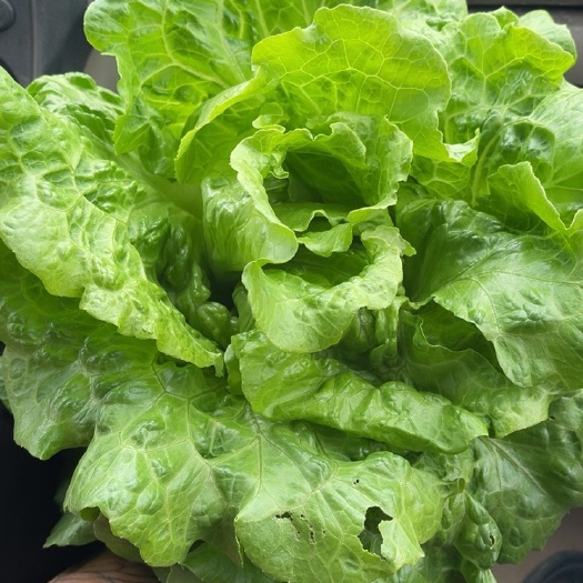 曹县精品意大利生菜