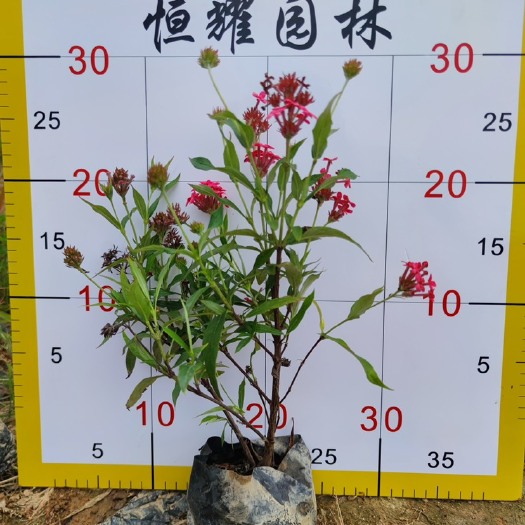 漳浦县【郎德木】5斤袋7斤袋各种规格 福建漳州基地直发