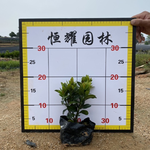 漳浦县 【小叶龙船花】5斤袋7斤袋各种规格 福建漳州基地直发
