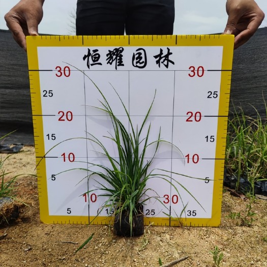 漳浦县【紫穗狼尾草】紫梦狼尾草5斤袋7斤袋各种规格 福建漳州基地直
