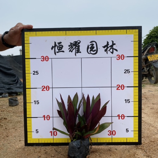 漳浦县【小紫背万年青】小蚌兰5斤袋7斤袋各种规格 福建漳州基地直